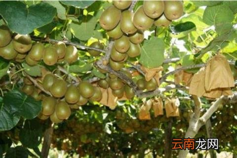 猕猴桃的施肥禁忌