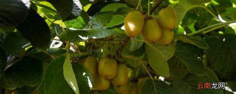 猕猴桃的施肥禁忌