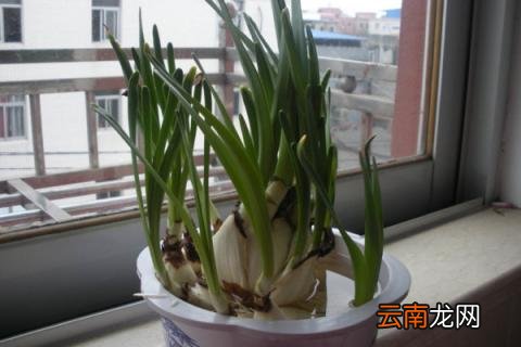 洋水仙的水培养殖方法