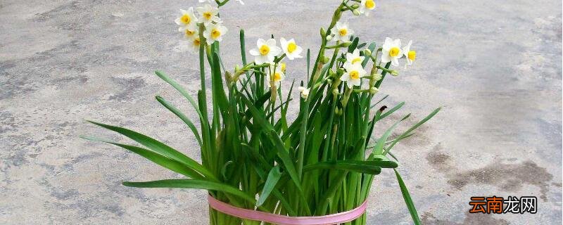 洋水仙的水培养殖方法