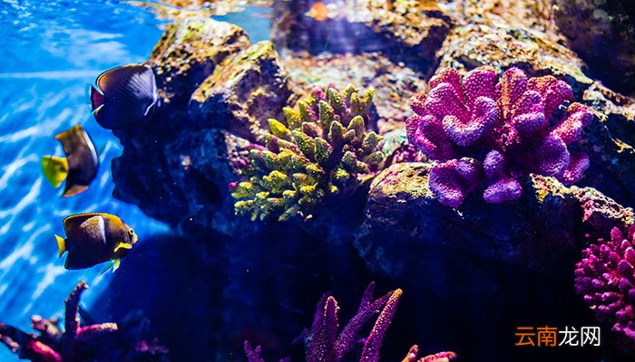 描写珊瑚的句子和段落 描写珊瑚的优美句子