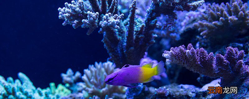 描写珊瑚的句子和段落 描写珊瑚的优美句子