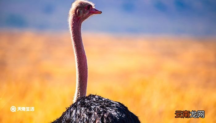 鸵鸟是鸟类吗还是兽类 鸵鸟是鸟类吗