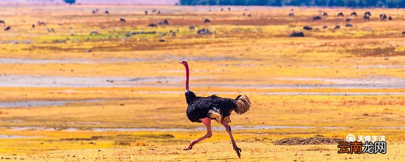 鸵鸟是鸟类吗还是兽类 鸵鸟是鸟类吗