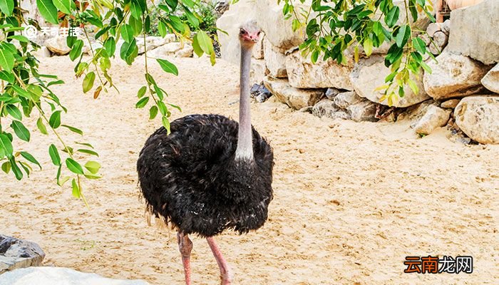 鸵鸟是鸟类吗还是兽类 鸵鸟是鸟类吗
