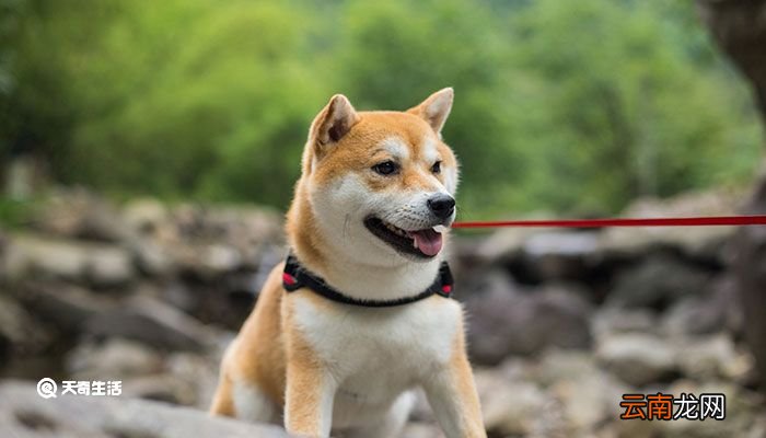 柴犬和秋田犬的区别 如何区分秋田犬和柴犬