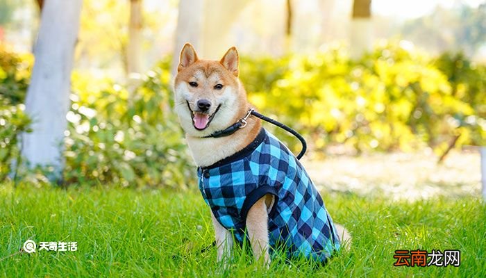 柴犬和秋田犬的区别 如何区分秋田犬和柴犬