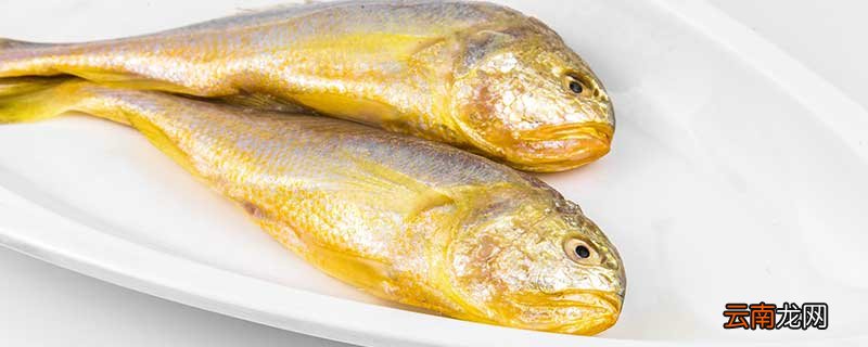 黄花鱼是海鱼吗 黄花鱼是不是海鱼