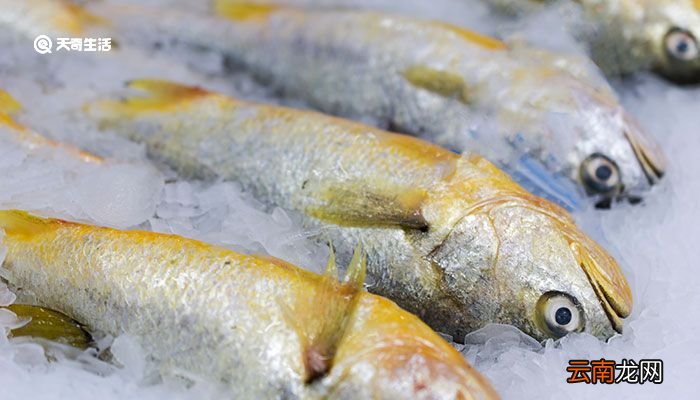 黄花鱼是海鱼吗 黄花鱼是不是海鱼