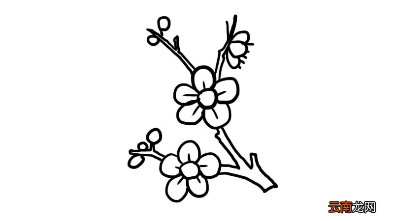 梅花树枝简笔画