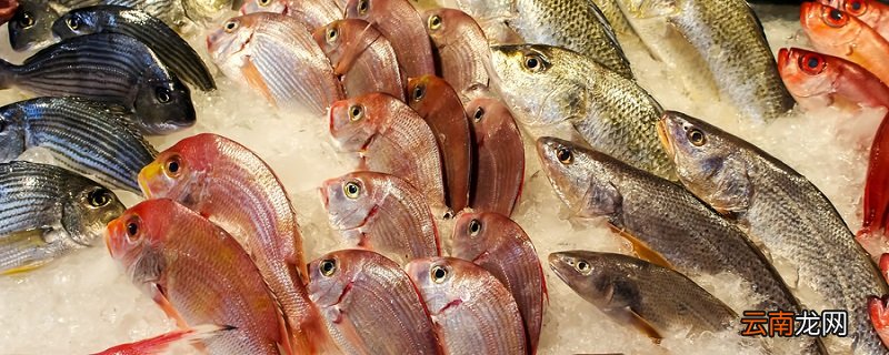 滥鱼充数的故事 滥鱼充数的故事是什么