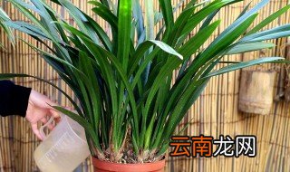 兰花怎么养兰花浇水多久一次 兰花如何养兰花浇水多久一次
