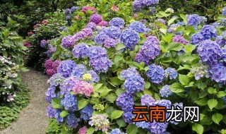 绣球花种子怎么种催芽 怎么种植绣球花种子