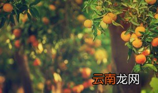 南橘北枳的原因 为什么会有南橘北枳