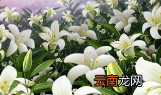 种植的百合开花后该怎么做 种植的百合开花后该如何做