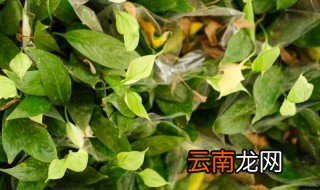白掌的花变黑怎么回事 白掌的花变黑的原因及解决方法