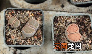 生石花叶子发蔫怎么办 生石花叶子发蔫的原因分析