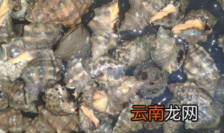 海边礁石上常见的螺 海边礁石上常见的螺是什么螺