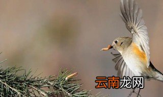 零下六度画眉鸟可不可以放在室外