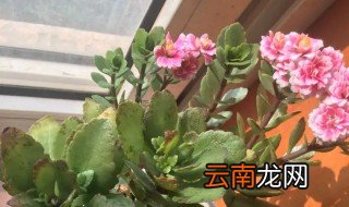 长寿花开花蔫了 长寿花怎么了蔫了