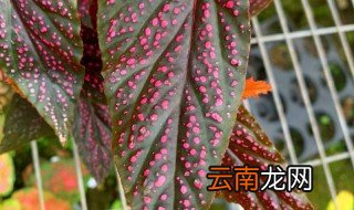 星点秋海棠的养殖方法和注意事项