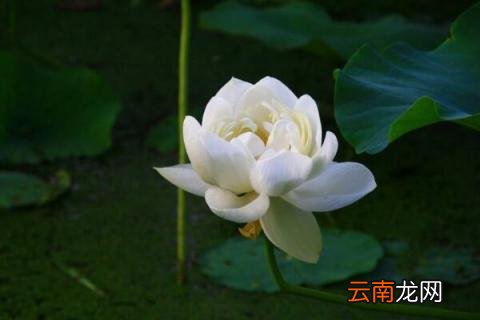 萝卜莲花怎么养