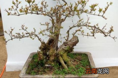 下山桩怎么套膜