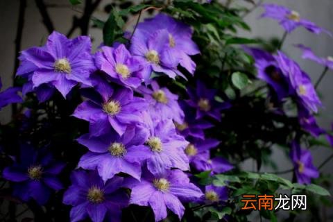 铁线莲换盆
