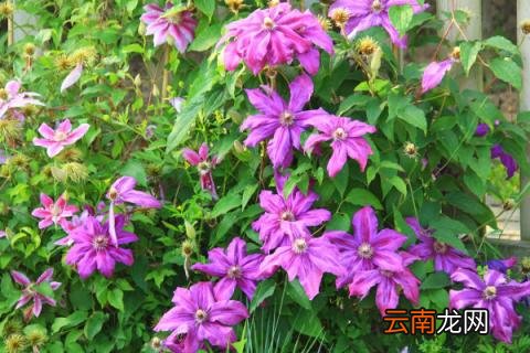 铁线莲换盆