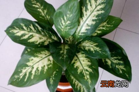 大叶子的室内植物