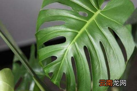 大叶子的室内植物