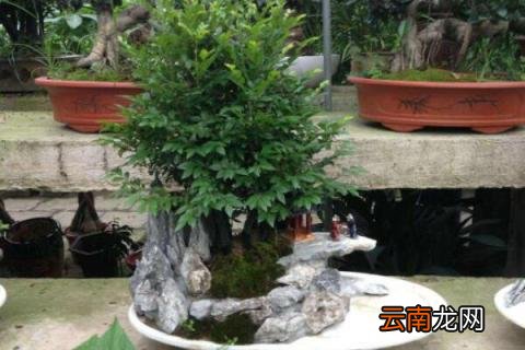 小叶紫檀用什么土种植