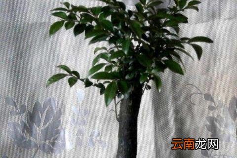小叶紫檀用什么土种植