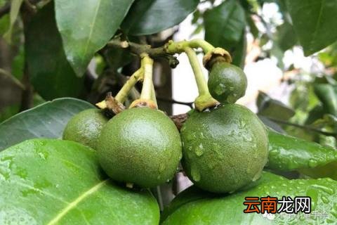 柚子树的种植技术