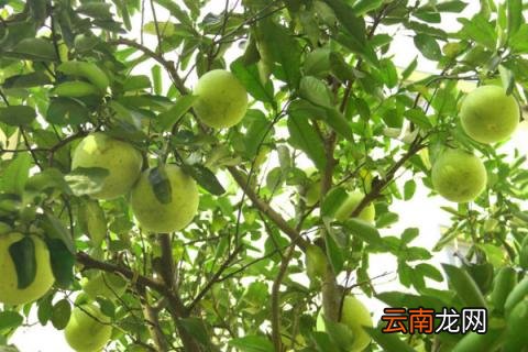 柚子树的种植技术