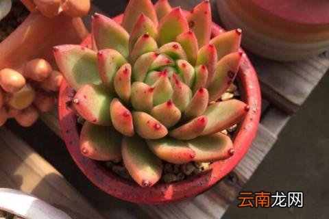 春天多肉可以淋雨吗