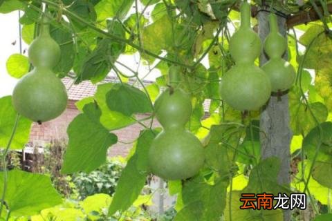 怎样种葫芦籽