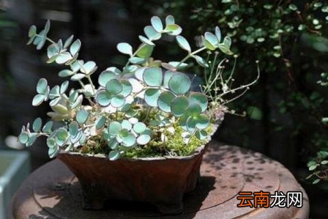 尤加利怎么养