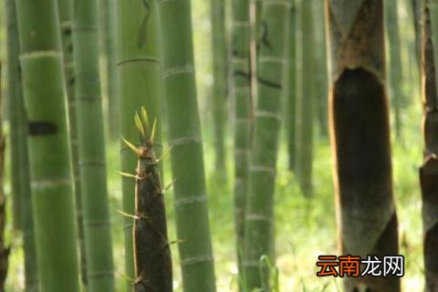 笋有几种