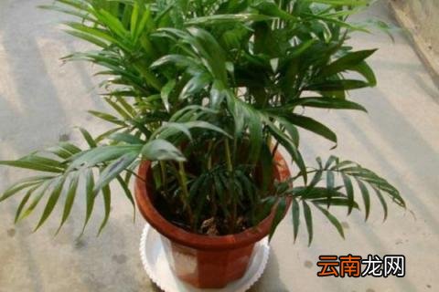 夏威夷椰子的养殖方法和注意事项