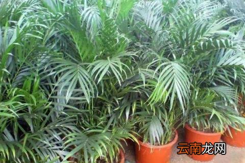 夏威夷椰子的养殖方法和注意事项