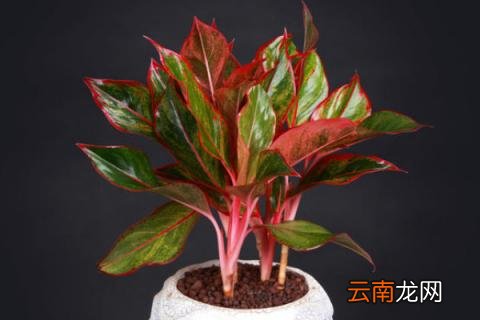万年红植物怎么养