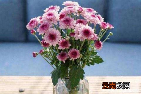 小雏菊鲜花怎么水养