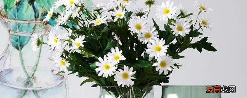 小雏菊鲜花怎么水养