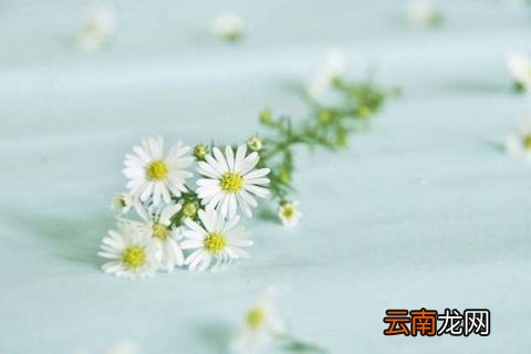 小雏菊鲜花怎么水养