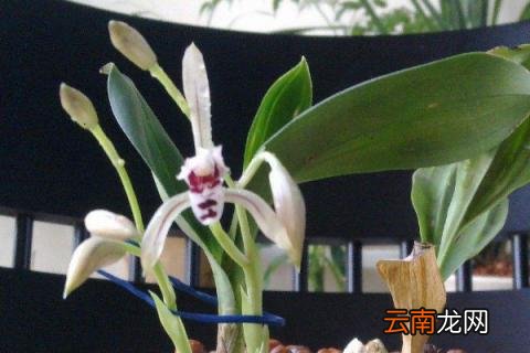 兔耳兰怎么养