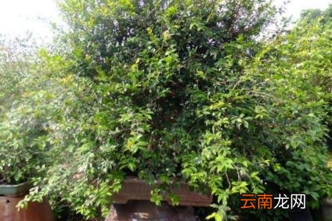 嘉宝果树适合哪里种植