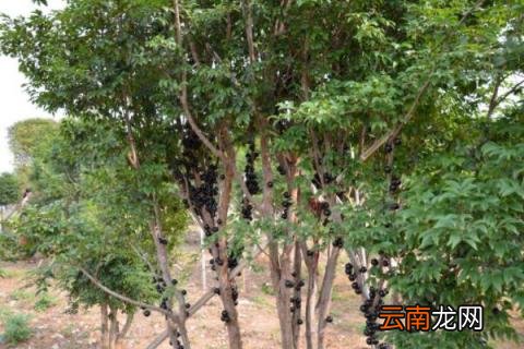 嘉宝果树适合哪里种植