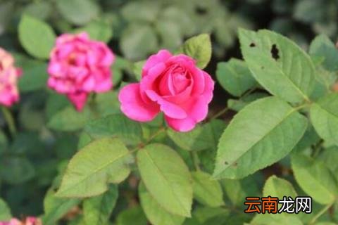 月季枝条泡水生根法