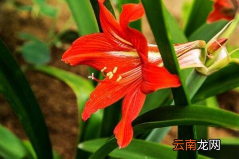 朱顶红怎么养